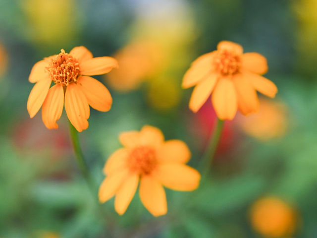 香港公園舉辦食用花與香草展覽