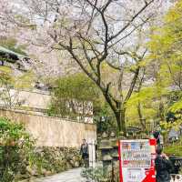 🌸วัดนันโซอินยามซากุระผลิบาน