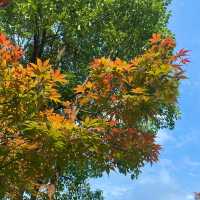 珠海二井灣濕地公園～感受大自然的恬靜優雅