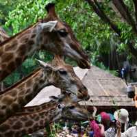 【東京景點】上野動物園：珍稀動物天堂