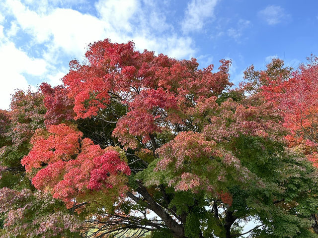 【福岡】🌴九州自然動物園：小動物摸摸樂，親子好去處！