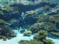 🌊ท่องโลกใต้ทะเลที่ Okinawa Churaumi Aquarium