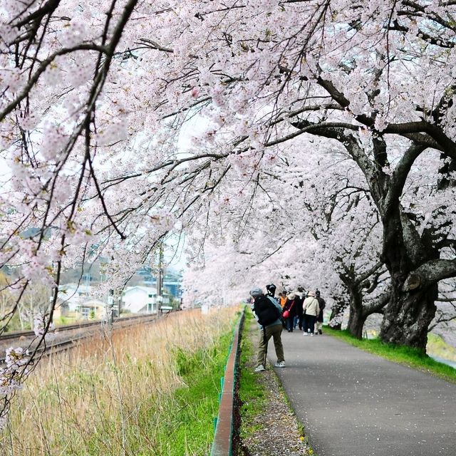 SAKURA HUNTING : SHIROISHI RIVER 