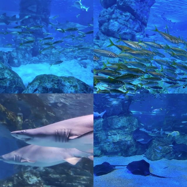 【首爾】Coex Aquarium：夢幻水之旅，方便位置