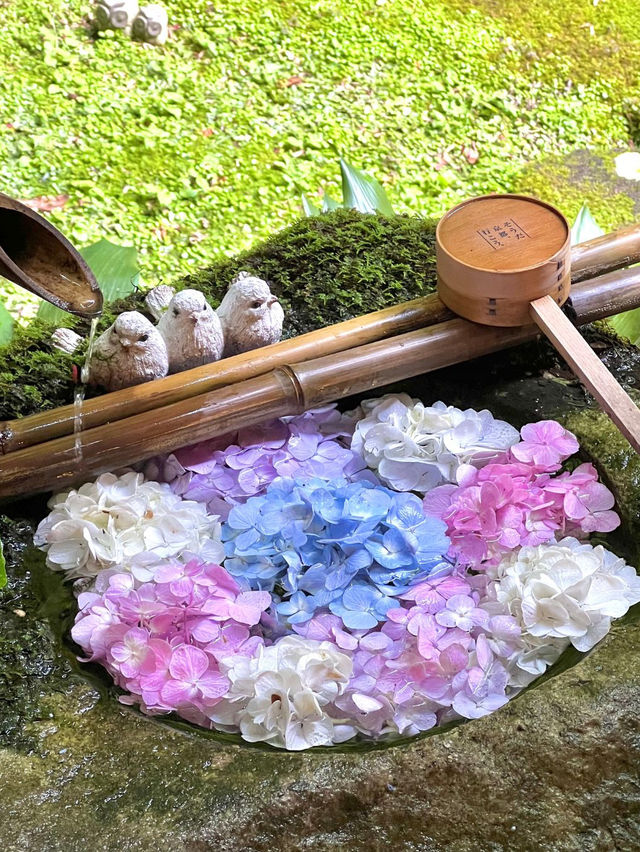 【6/1～6/30】京都最大規模5000株のあじさい