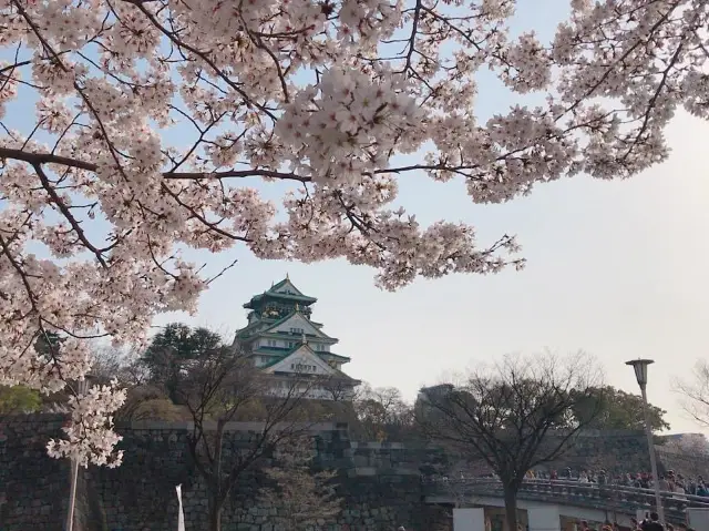Osaka Castle's Tenshukaku Cherry Blossoms in Full Bloom