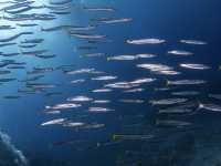 เรียนดำน้ำลึกกับ Koh Tao Scuba Club