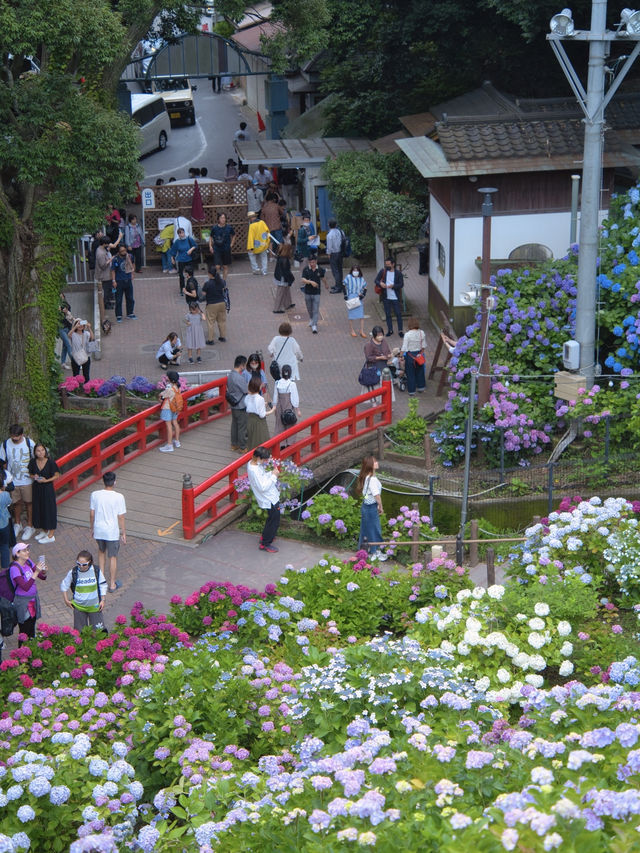 中部地方最大規模の紫陽花スポット‼️夜のライトアップもホタルも楽しめる😍