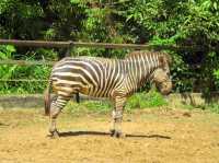 Lok Kawi Wildlife Park