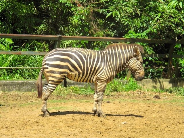 Lok Kawi Wildlife Park