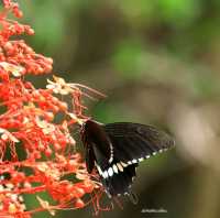 เทศกาลชมผีเสื้อ อุทยานแห่งชาติปางสีดา สระแก้ว