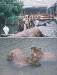 日本｜ 神戶動物王國 近距離接觸水豚君～