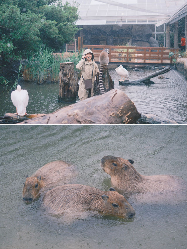 日本｜ 神戶動物王國 近距離接觸水豚君～