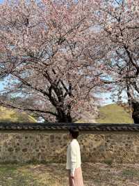 경주 3월 여행🌸 대릉원 벚꽃 돌담길