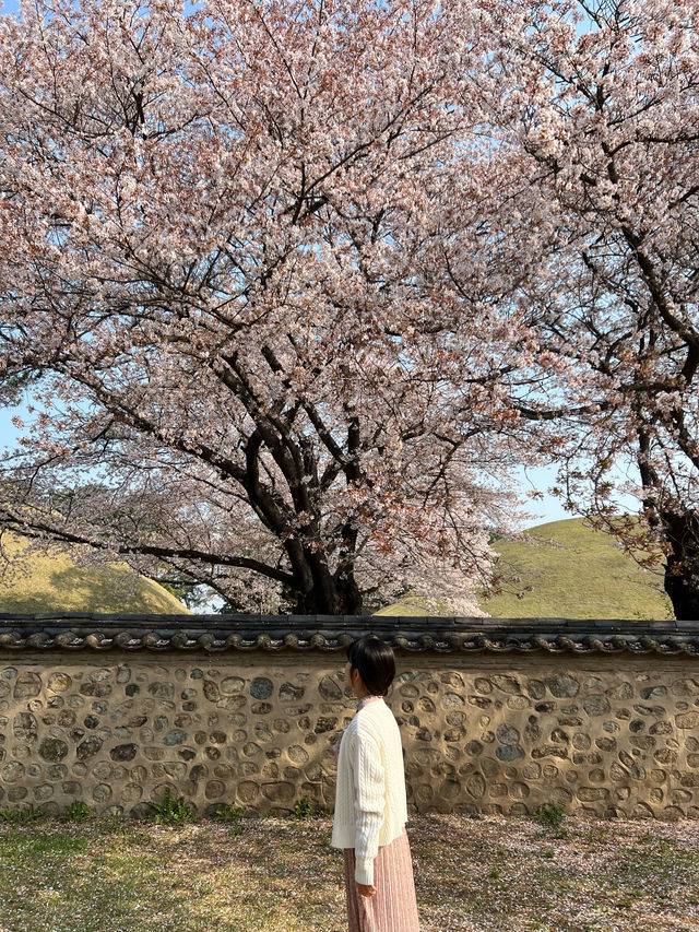경주 3월 여행🌸 대릉원 벚꽃 돌담길