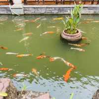 King Koi caffe and restaurant 