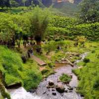 Add Cameron Highland to your holiday wishlist ! 