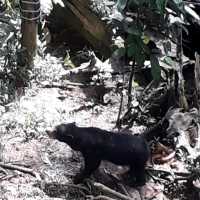 The only Bornean Sun Bear Conservation Centre in the World