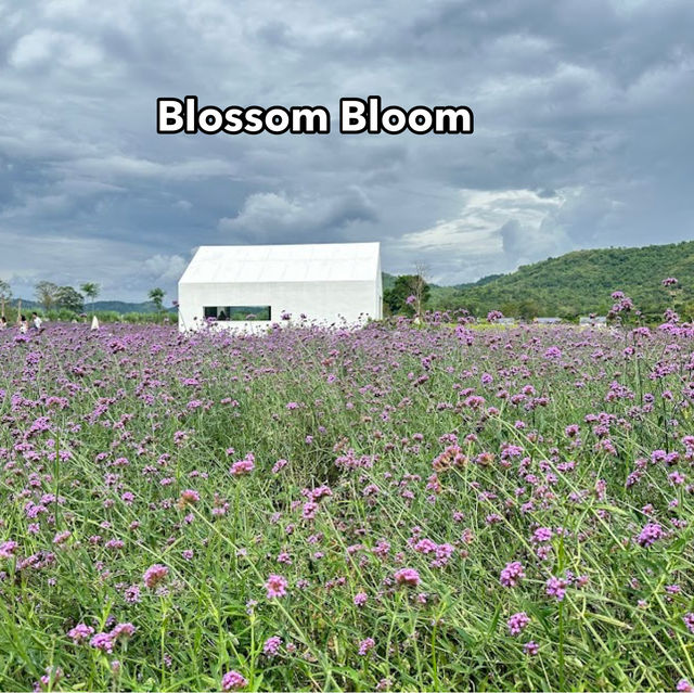 Blossom Bloom 