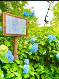 〜神奈川〜 悟りが開ける明月院　悟りの窓