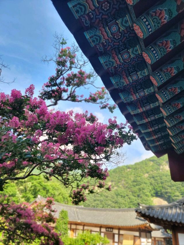 호랑이와 배롱나무가 있는 특별한 사찰🐯💗