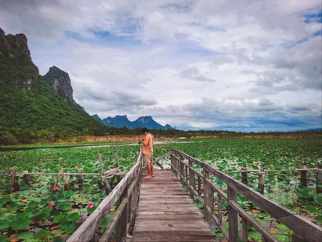 🌷ชมวิว ธรรมชาติ บึงบัว @สามร้อยยอด ปราณบุรี