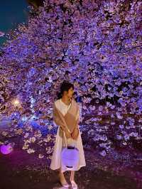 〜東京都〜桜ライトアップ✨桜の新宿御苑