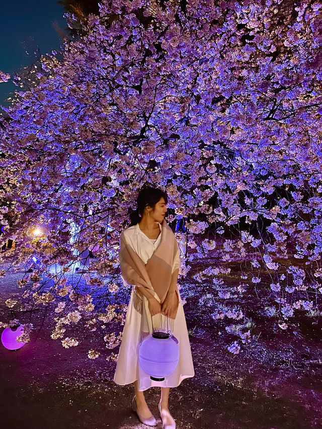 〜東京都〜桜ライトアップ✨桜の新宿御苑