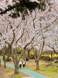 🇰🇷濟州島賞櫻+看日落同時滿足的地方🌸🌅