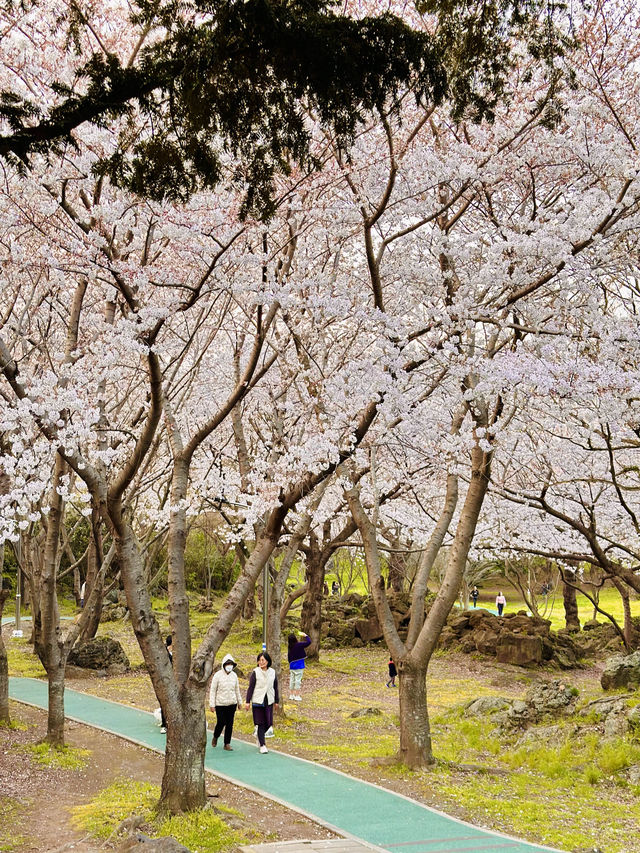 🇰🇷濟州島賞櫻+看日落同時滿足的地方🌸🌅