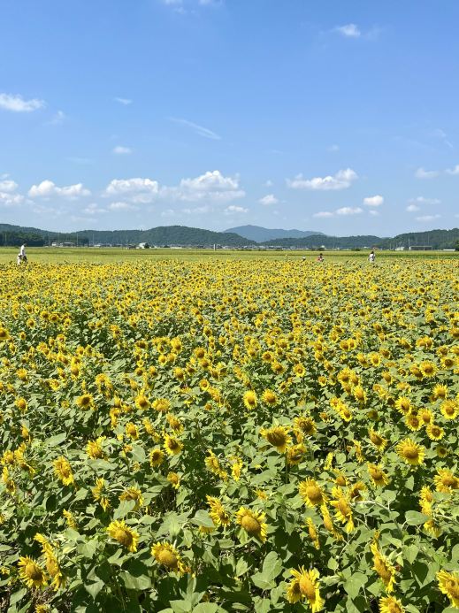 滋賀]穴場・無料・絶景ひまわり×電車🌻🚃✨ | Trip.com 滋賀県