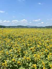 [滋賀]穴場・無料・絶景ひまわり×電車🌻🚃✨