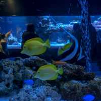 สำรวจโลกใต้น้ำใจกลางโตเกียวที่ Sumida Aquarium 🪼