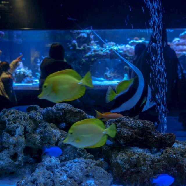 สำรวจโลกใต้น้ำใจกลางโตเกียวที่ Sumida Aquarium 🪼