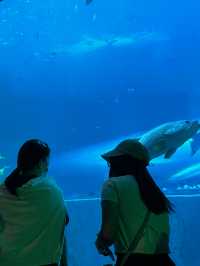 🐋✨BangSaen Aquarium 🐟🪼