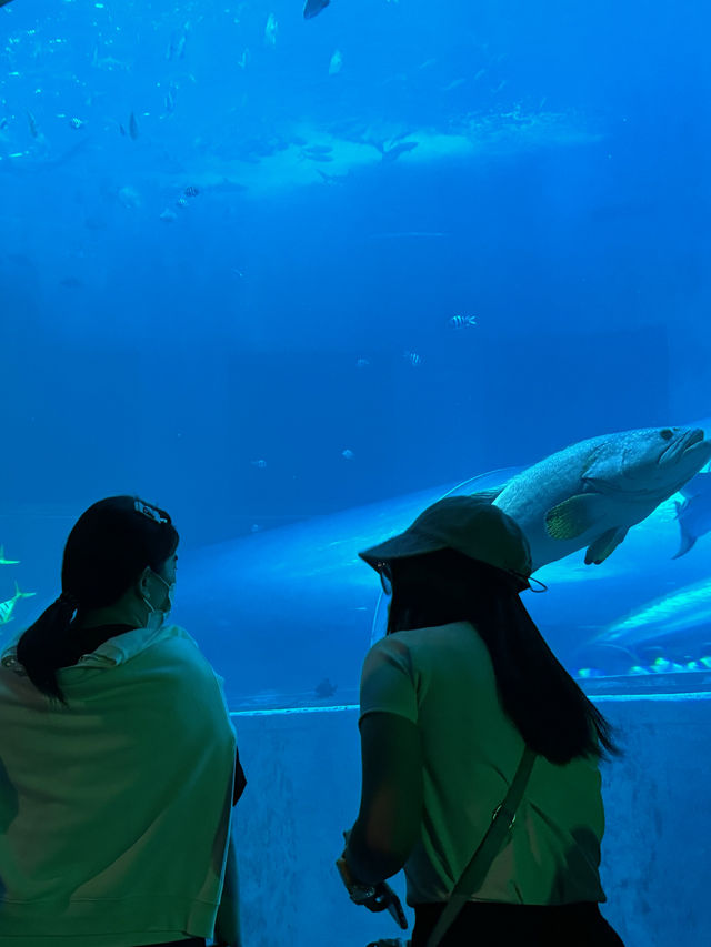 🐋✨BangSaen Aquarium 🐟🪼
