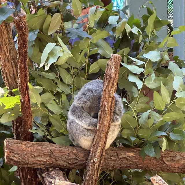 Australia Zoo