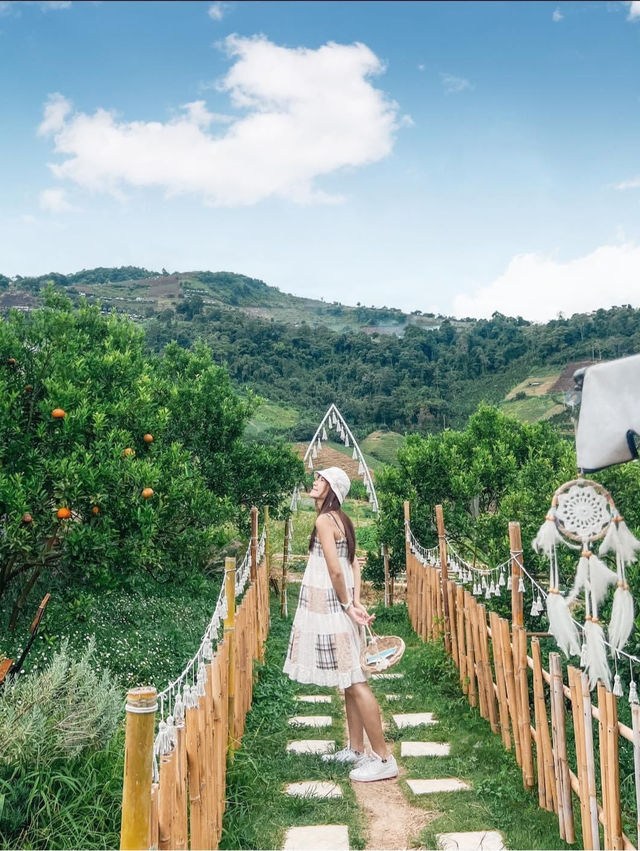 JINJU the orange farm สวนส้มเชียงใหม่ฟีลเกาหลี