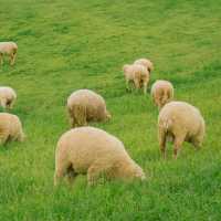 น่ารักเกินต้าน! Akha Farmville  🐑🌳