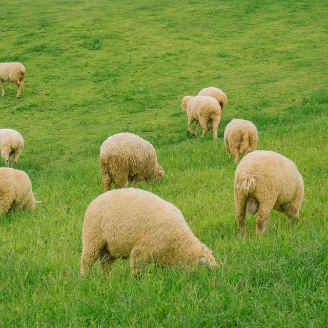 น่ารักเกินต้าน! Akha Farmville  🐑🌳