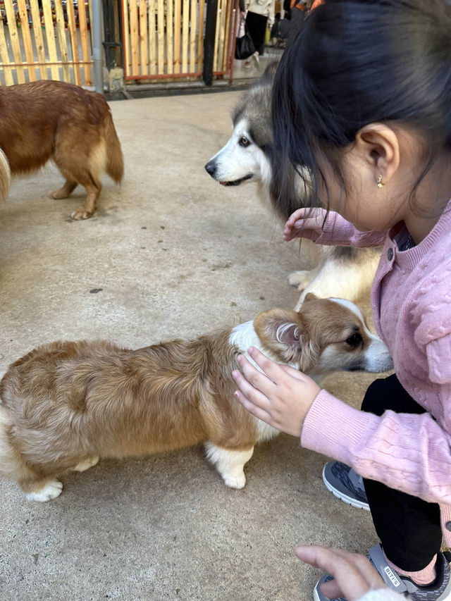 Must-Try Activities: A day at Puppy Farm