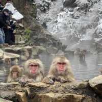 Jigokudani (Snow) Monkey Park ดูน้องลิงแช่ออนเซ็น🐵
