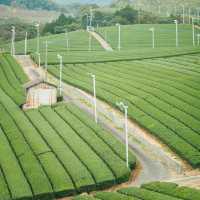 Steeped in Serenity: Yame Tea Paradise
