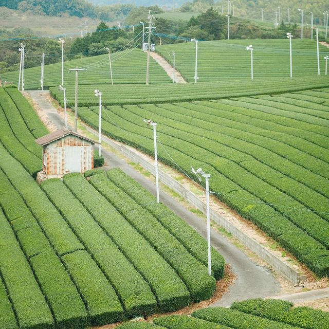 Steeped in Serenity: Yame Tea Paradise