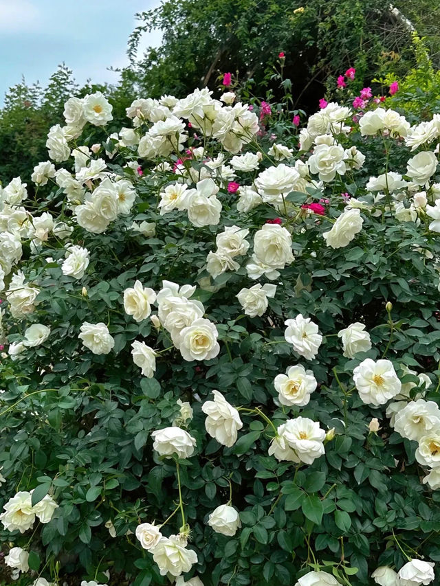 《郊遊》【深圳仙湖植物園】豐富植物景觀，化石森林展示自然奇觀。適合郊遊、中式園林愛好者