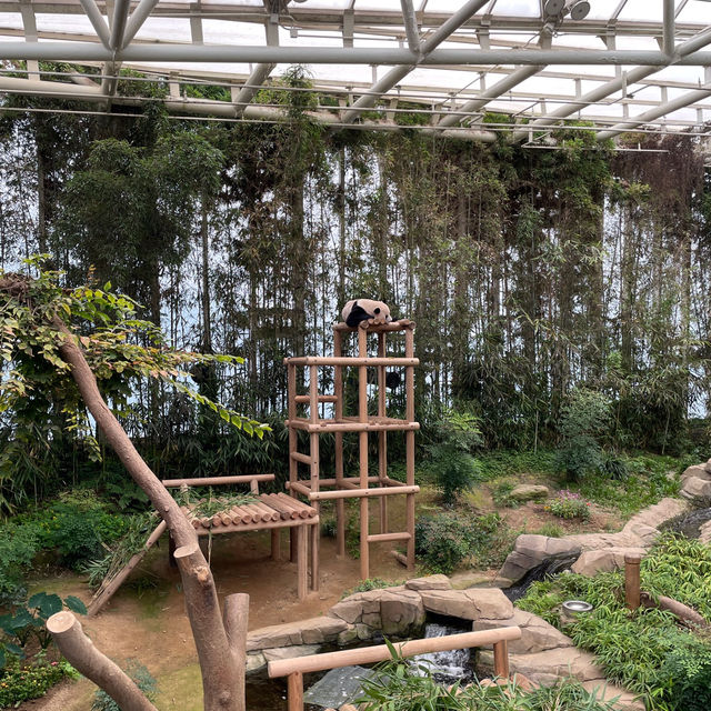 澳門人遊韓國🇰🇷Everland 
