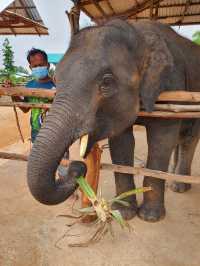 Surin Elephant Word🐘
