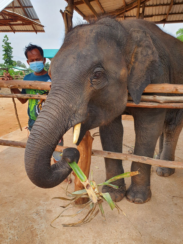 Surin Elephant Word🐘