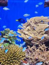 Asia's best Aquarium 