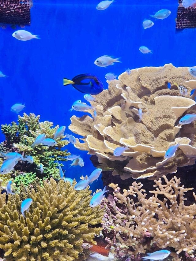 Asia's best Aquarium 